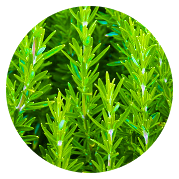 Dandruff Killing Rosemary Extract