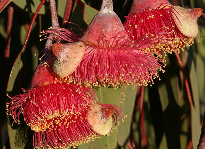 Why Australian Plants Completely Solve B.O