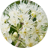 Australian Lemon Myrtle